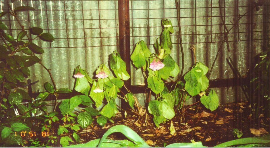 Wilted Garden Scene