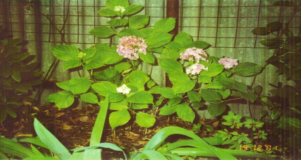 Revived Garden Scene