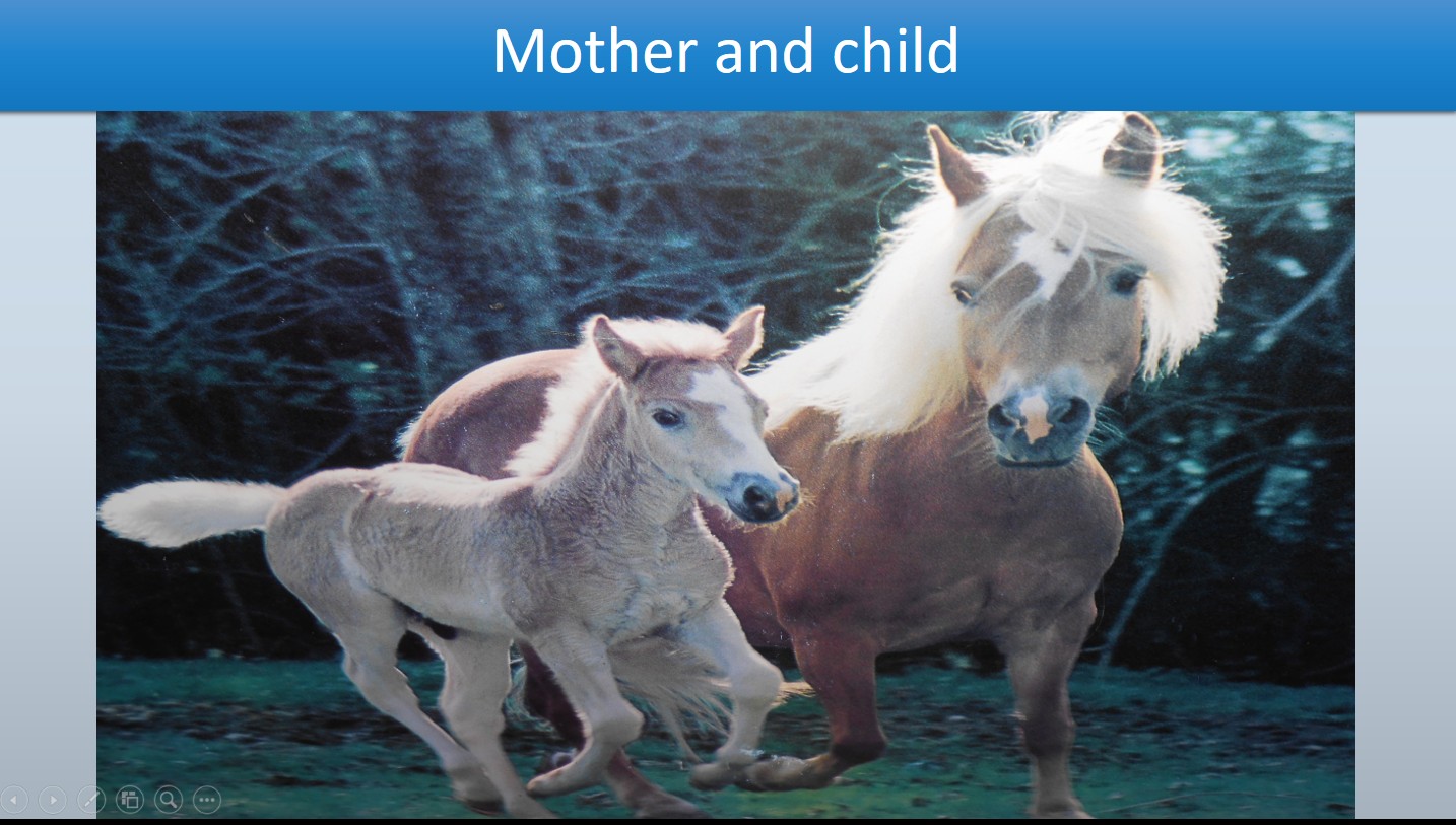 Mother and Child Horse and Pony